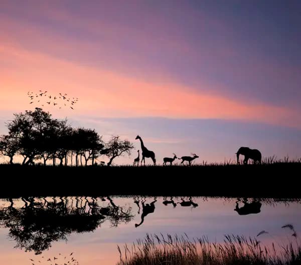 Wildlife & Nature Safaris