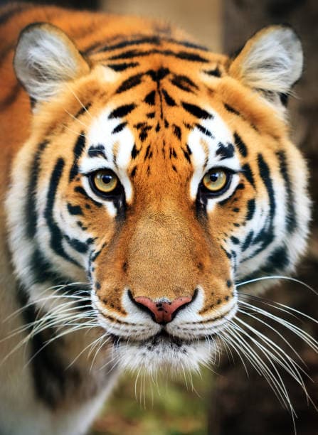 tiger